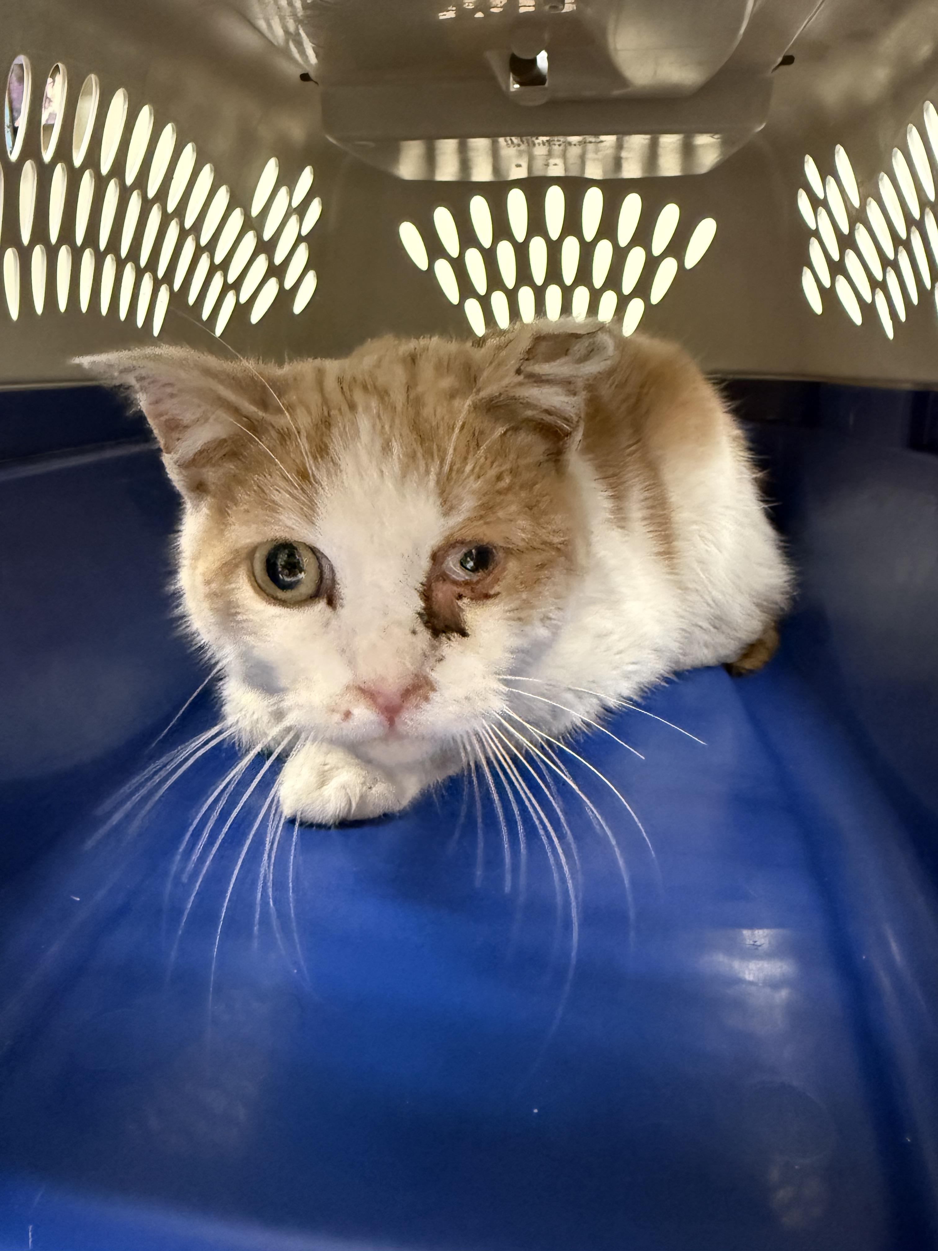 Peanut, a Adoptable Domestic Short Hair in Crookston, MN image 2/2