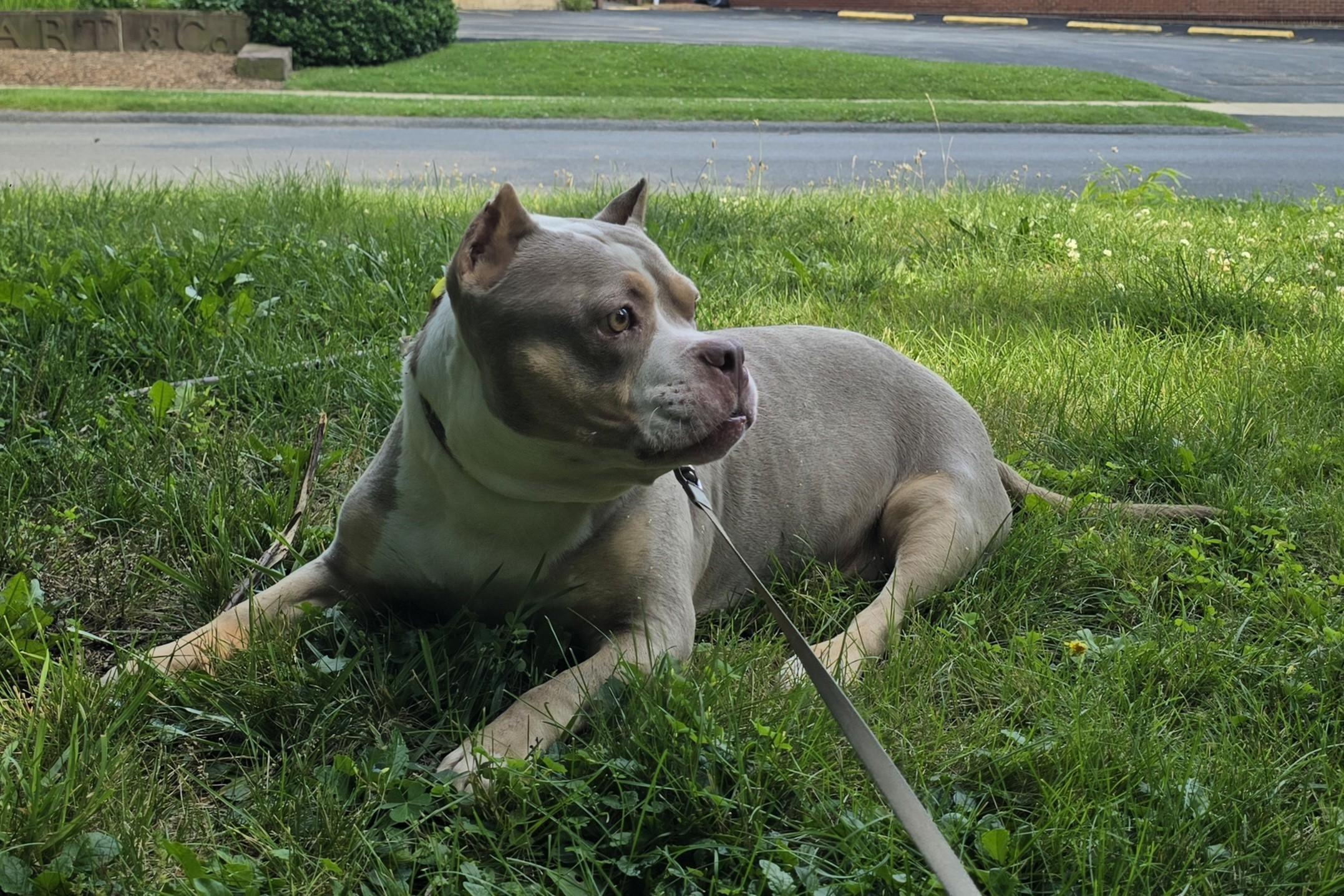 Enlarge Miranda, a Adoptable mixed breed in Indiana, PA image 5/6