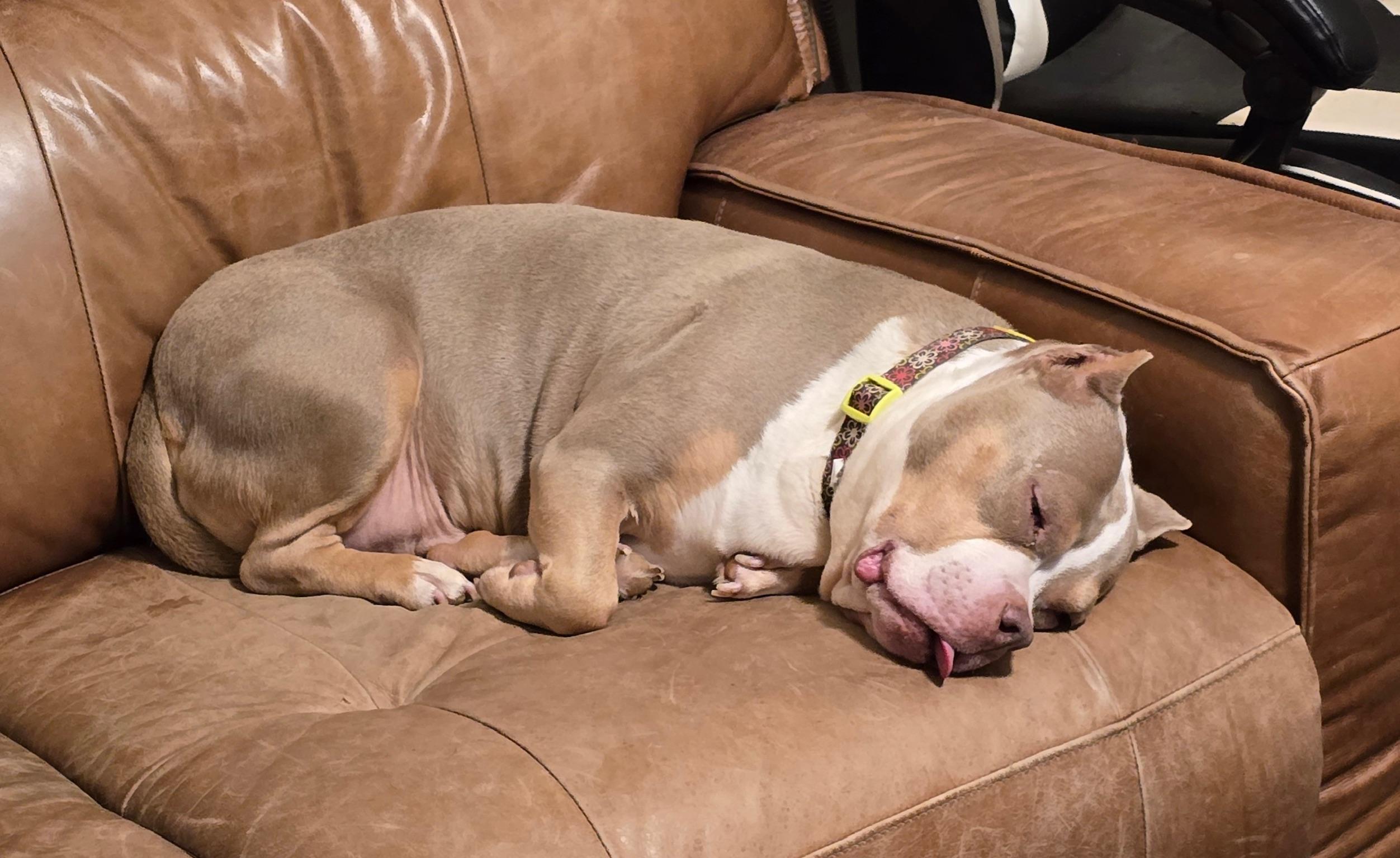Enlarge Miranda, a Adoptable mixed breed in Indiana, PA image 3/6