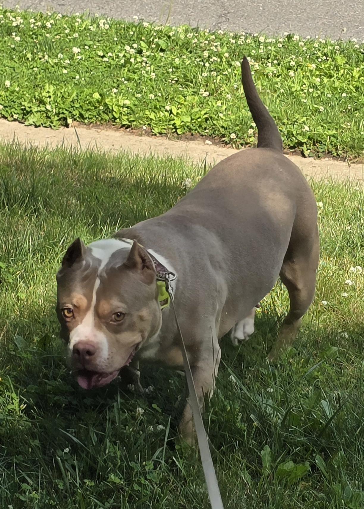 Enlarge Miranda, a Adoptable mixed breed in Indiana, PA image 6/6