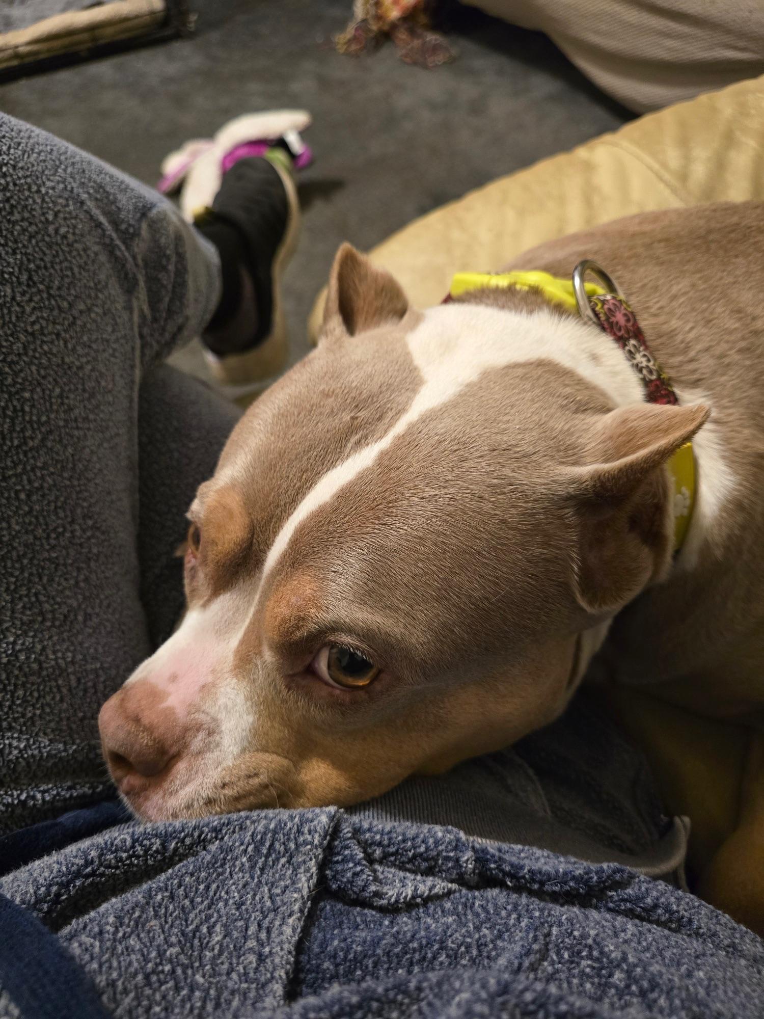Enlarge Miranda, a Adoptable mixed breed in Indiana, PA image 4/6