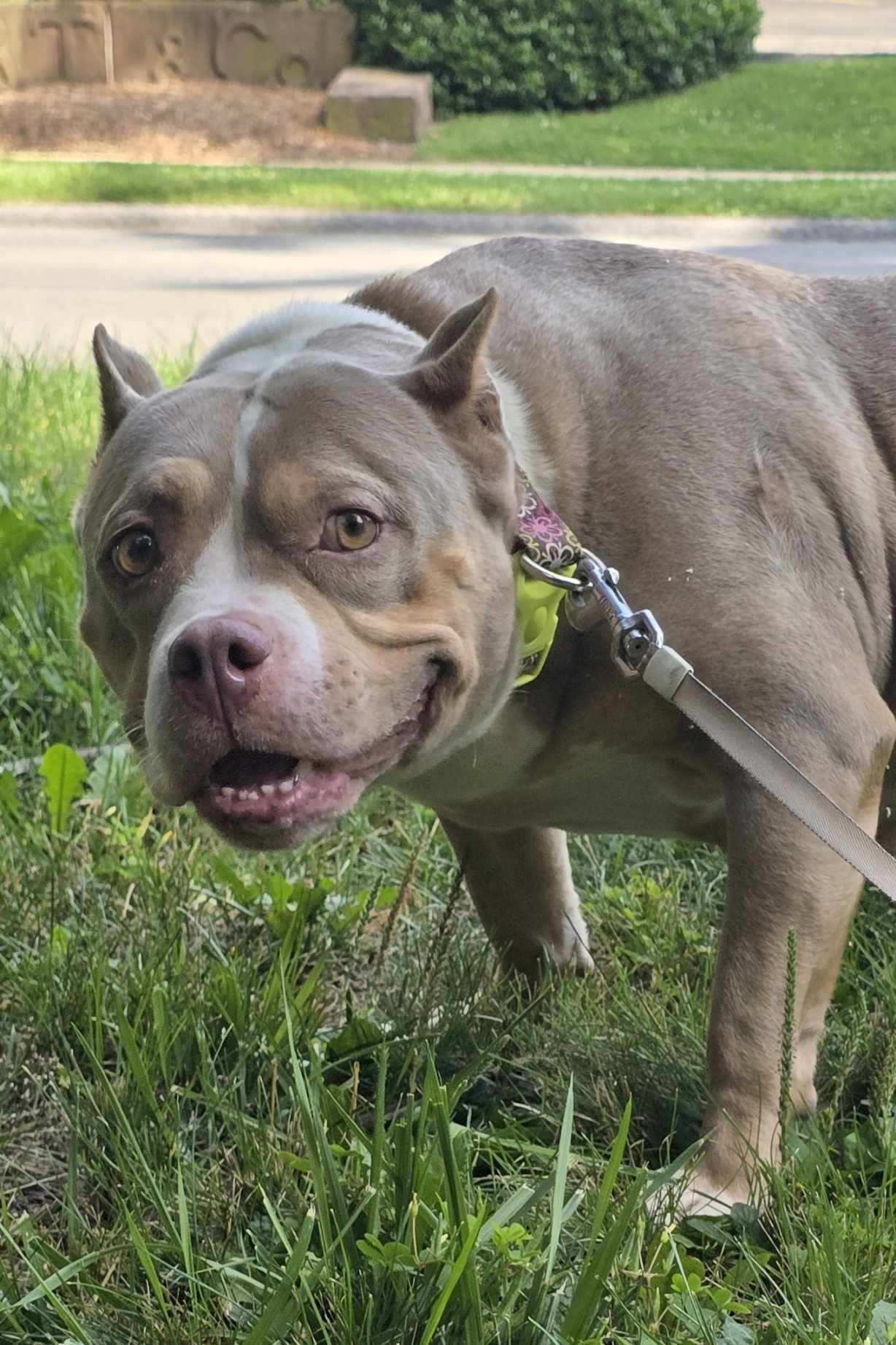 Enlarge Miranda, a Adoptable mixed breed in Indiana, PA image 1/6