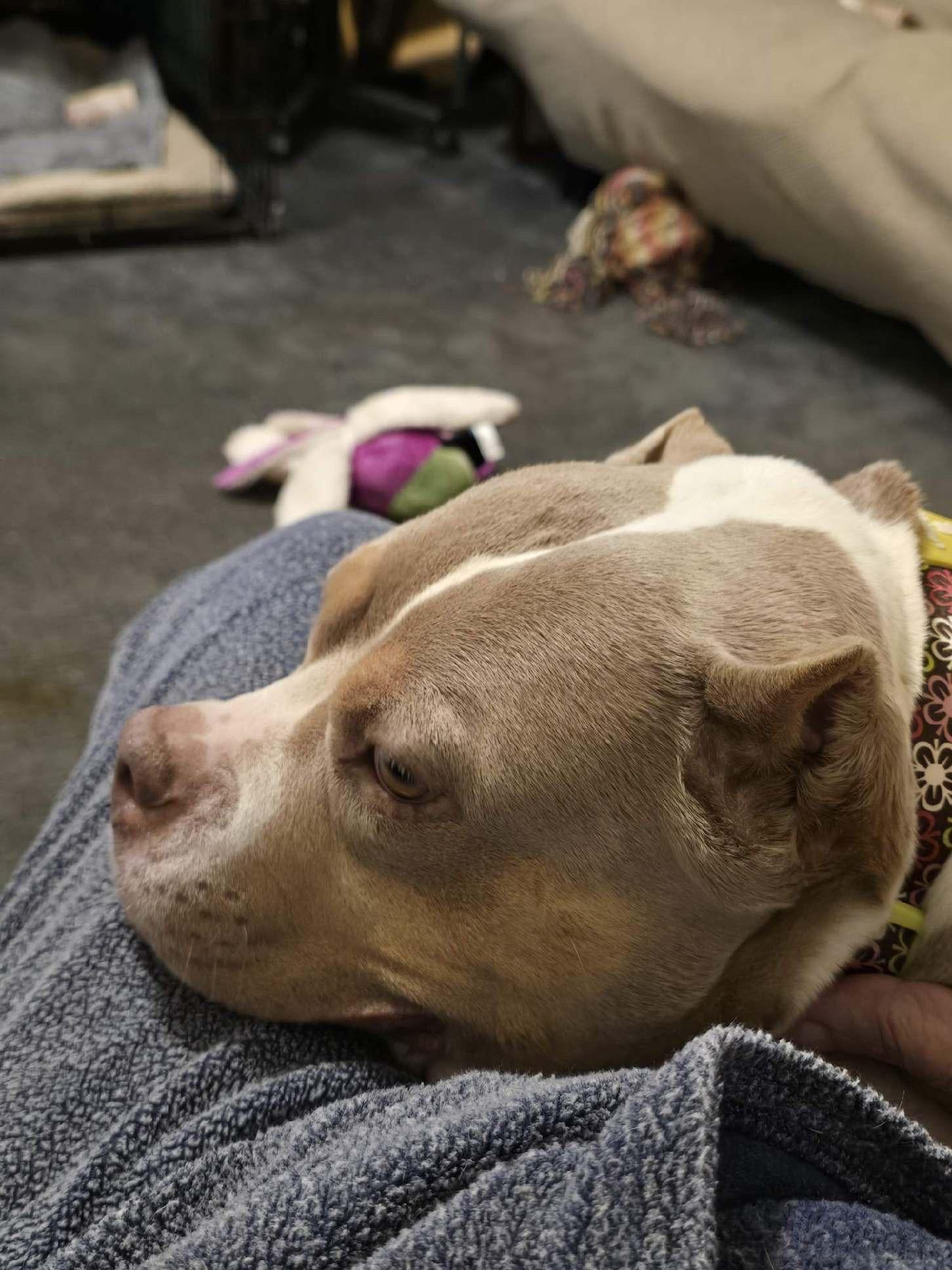 Enlarge Miranda, a Adoptable mixed breed in Indiana, PA image 2/6