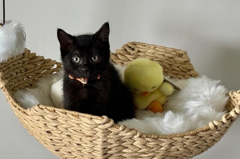 Enlarge Elena, a Adoptable Domestic Short Hair in North Babylon, NY image 1/5