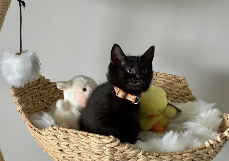 Enlarge Elena, a Adoptable Domestic Short Hair in North Babylon, NY image 2/5
