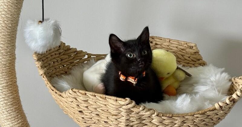 Enlarge Elena, a Adoptable Domestic Short Hair in North Babylon, NY image 3/5