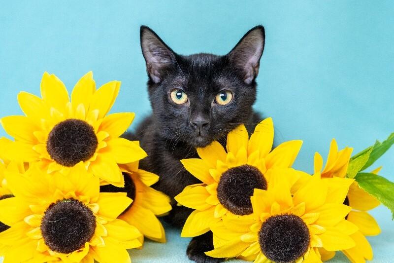 Elena, Adoptable, Young Female Domestic Short Hair.