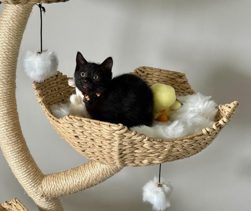 Enlarge Elena, a Adoptable Domestic Short Hair in North Babylon, NY image 4/5