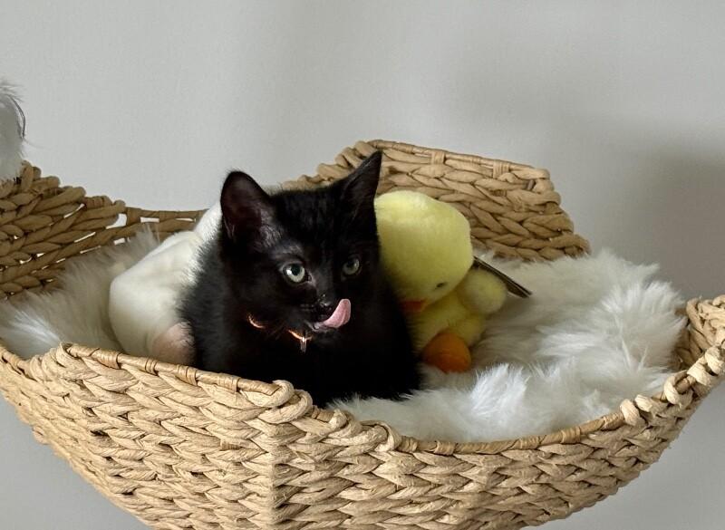Enlarge Elena, a Adoptable Domestic Short Hair in North Babylon, NY image 5/5