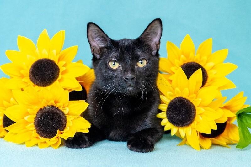 Enlarge Elena, a Adoptable Domestic Short Hair in North Babylon, NY image 2/2