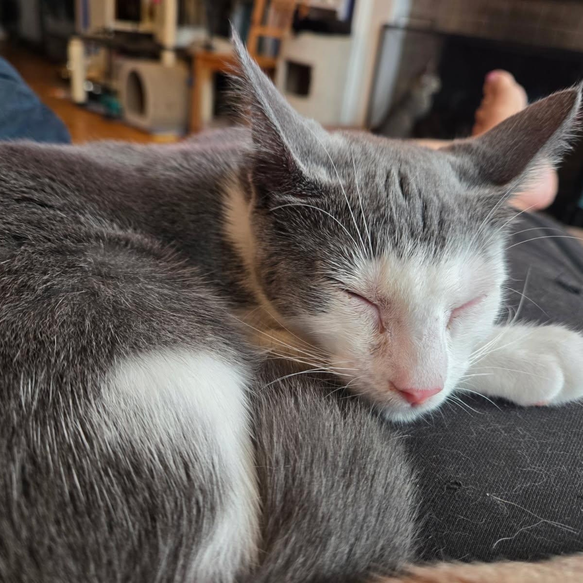 CALI, a Adoptable mixed breed in Staten Island, NY image 1/4