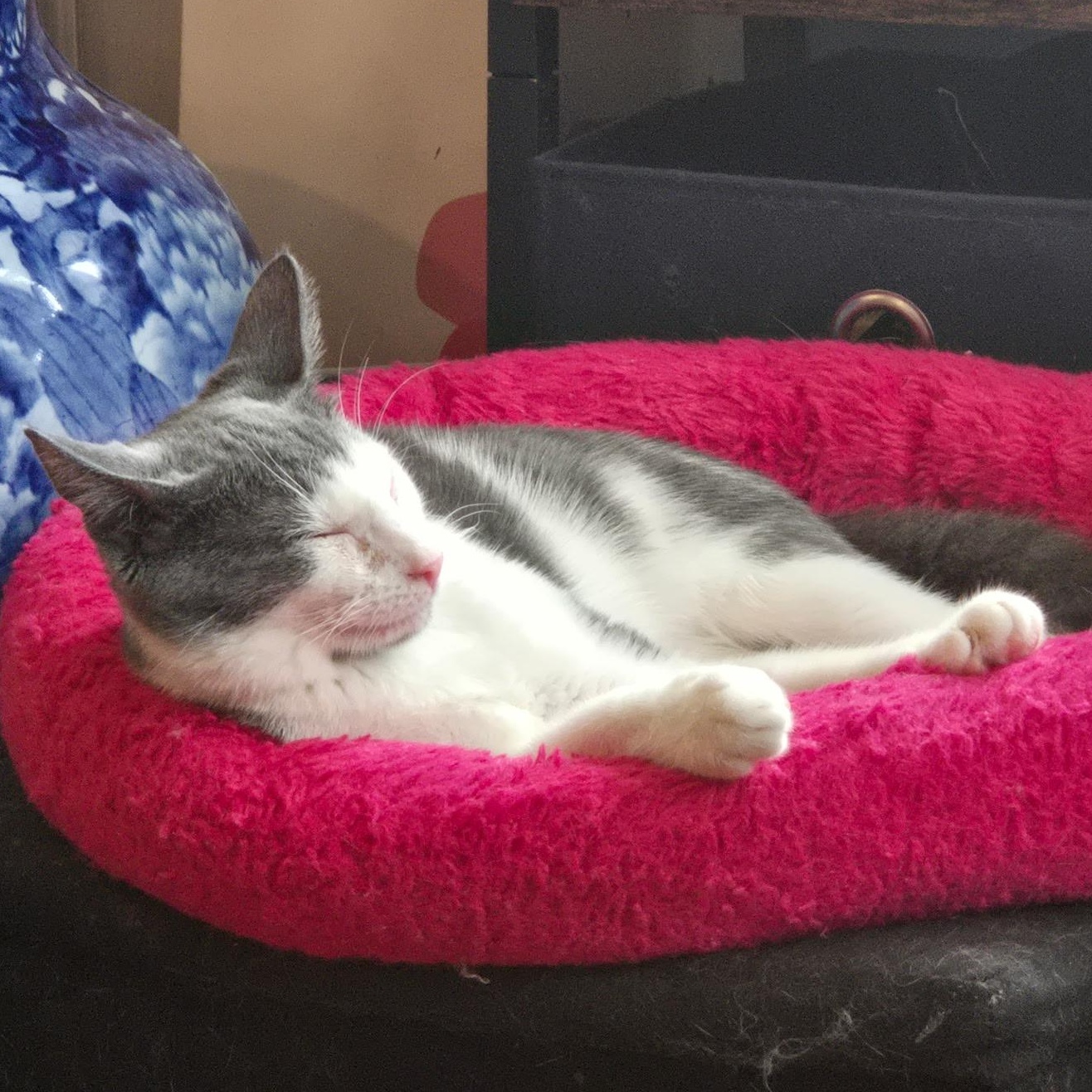 CALI, a Adoptable mixed breed in Staten Island, NY image 2/4