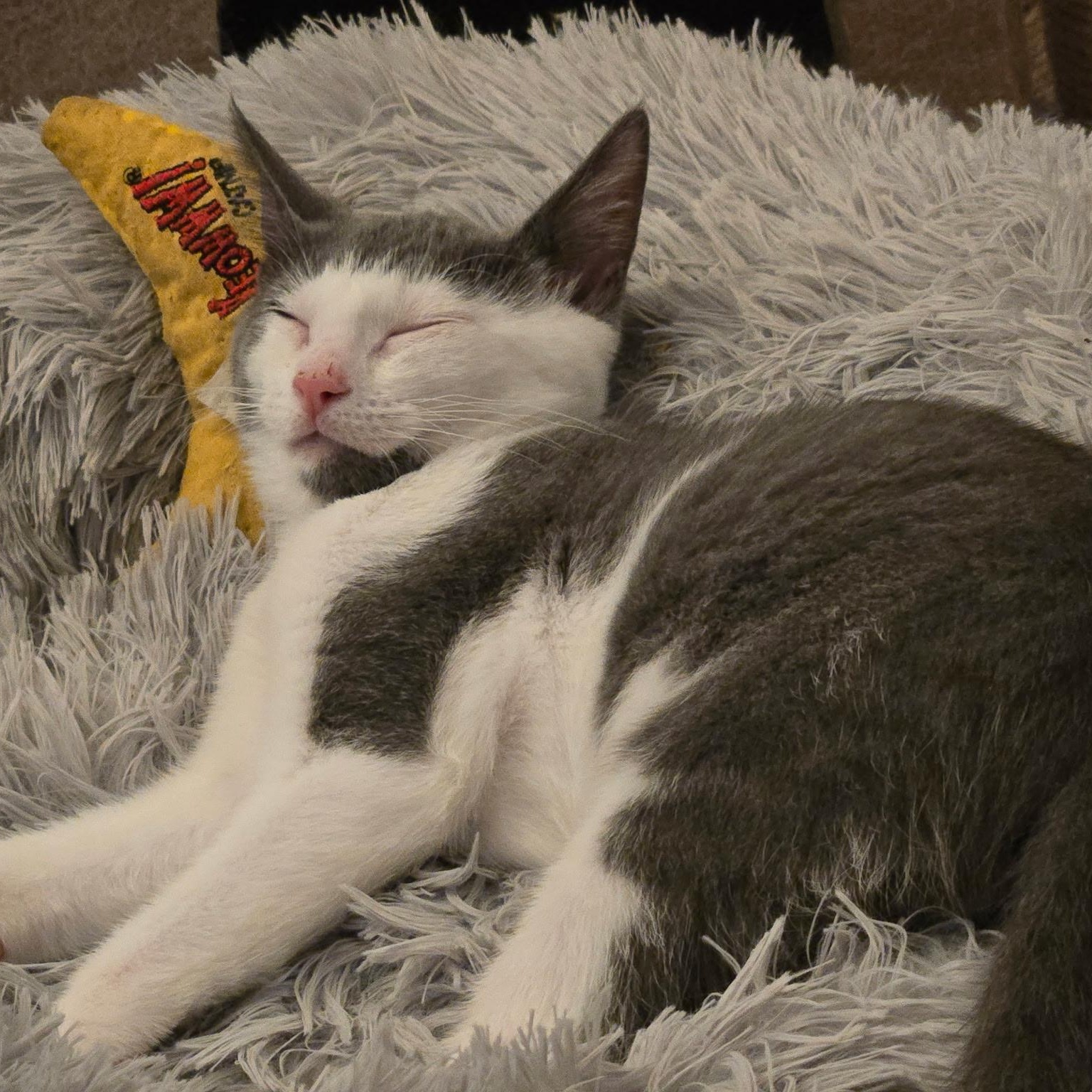 CALI, Adoptable, Kitten Female Siamese & Domestic Short Hair.