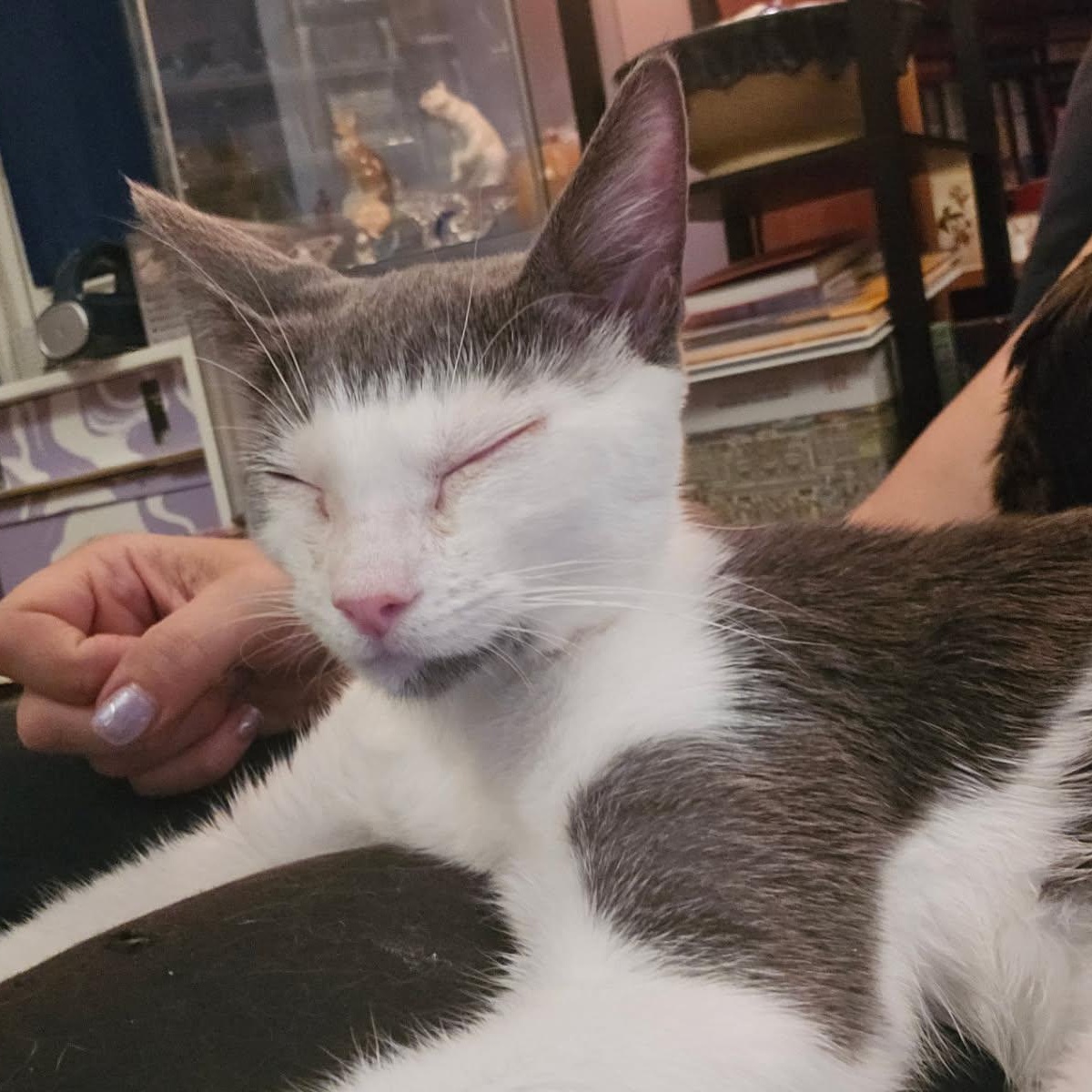 CALI, a Adoptable mixed breed in Staten Island, NY image 4/4