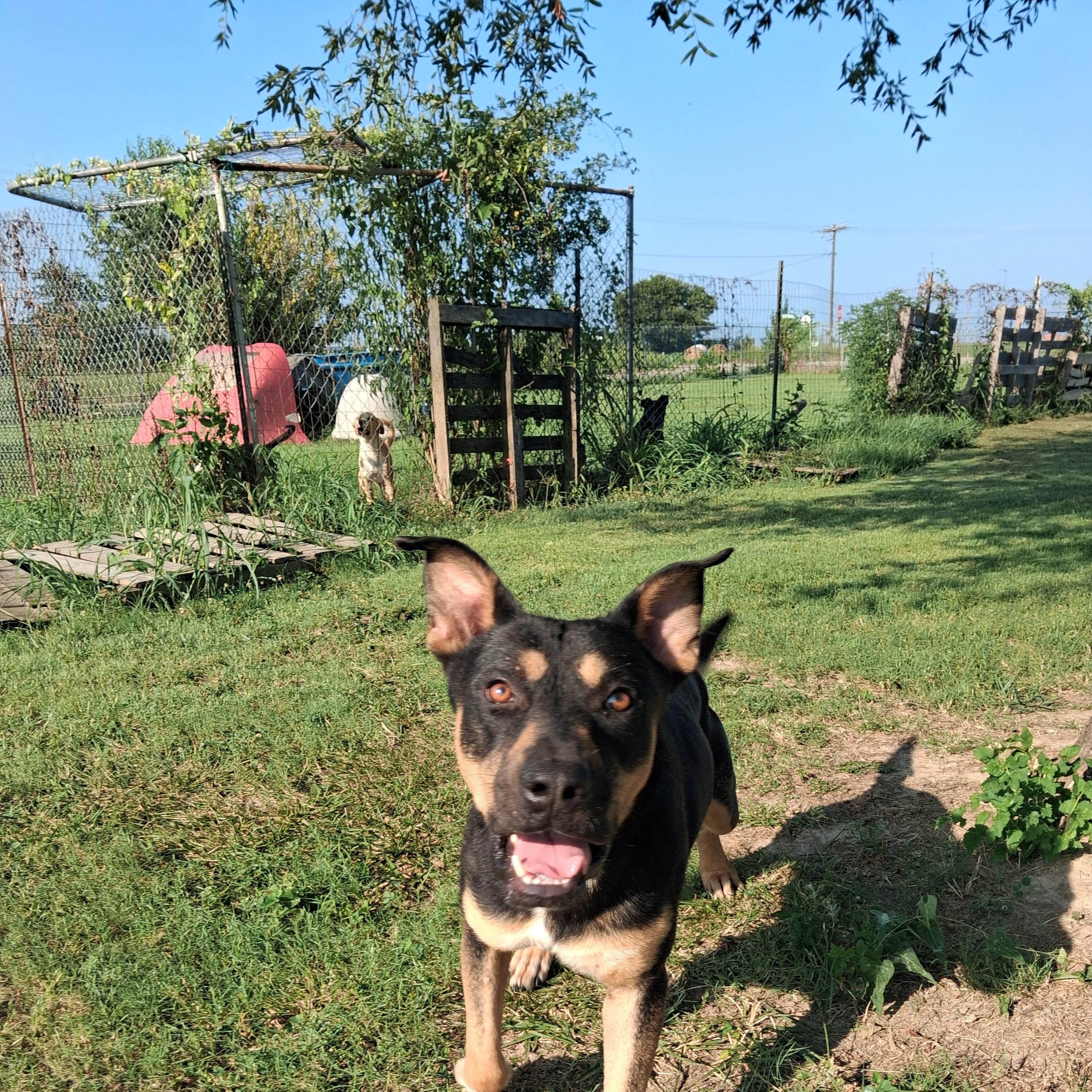 Valentino , a ADOPTABLE mixed breed in Newport, AR image 1/3