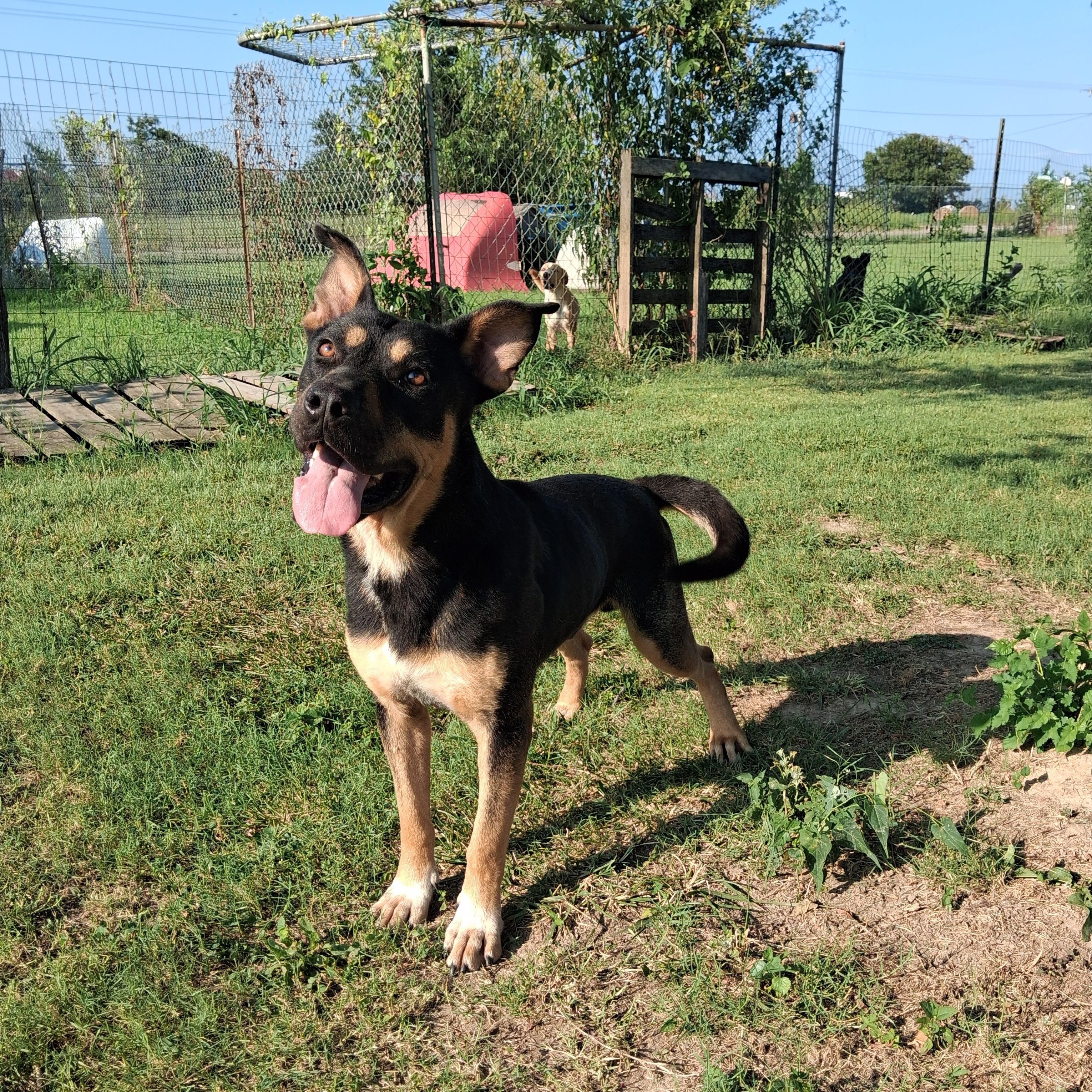 Valentino , a ADOPTABLE mixed breed in Newport, AR image 3/3