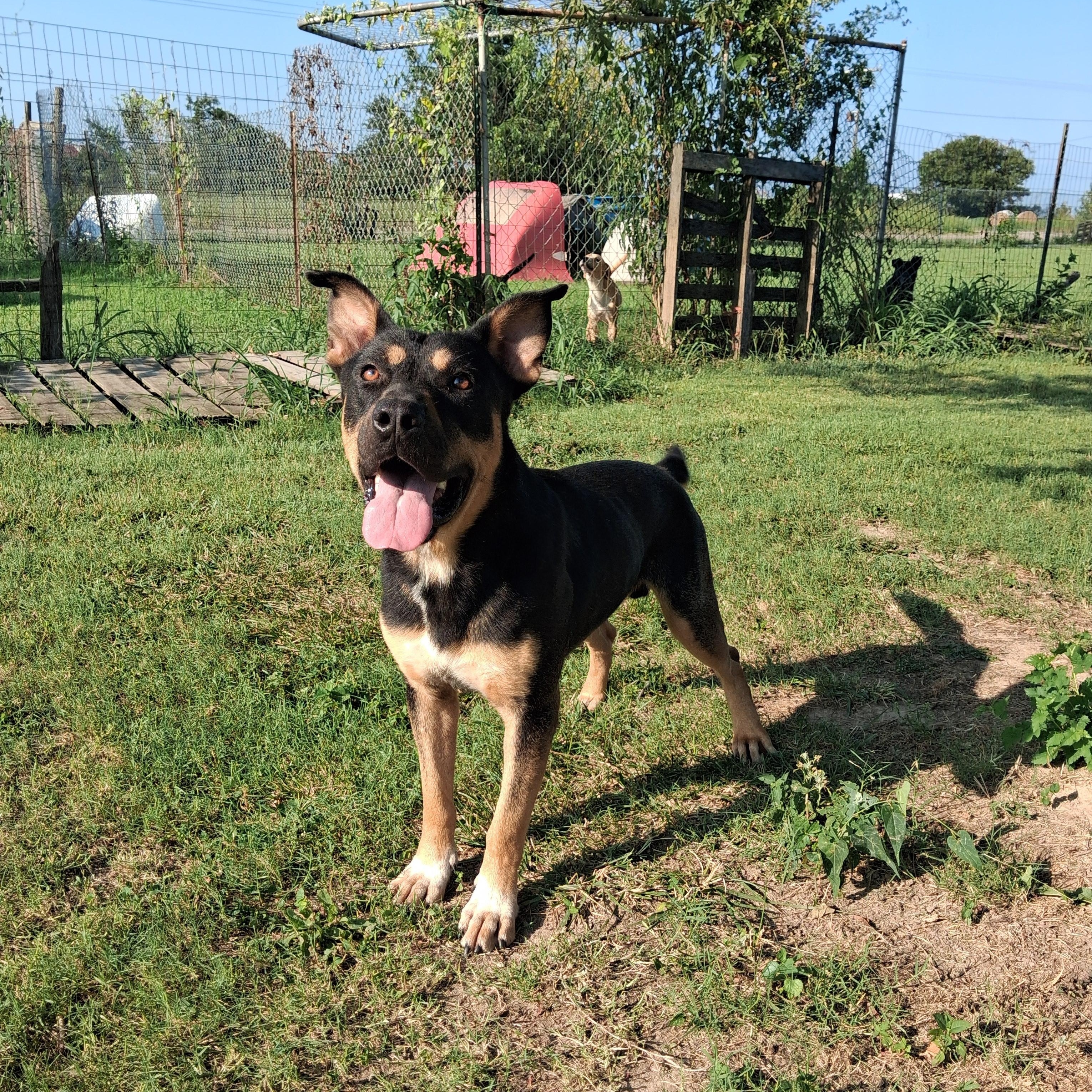 Valentino , a ADOPTABLE mixed breed in Newport, AR image 2/3