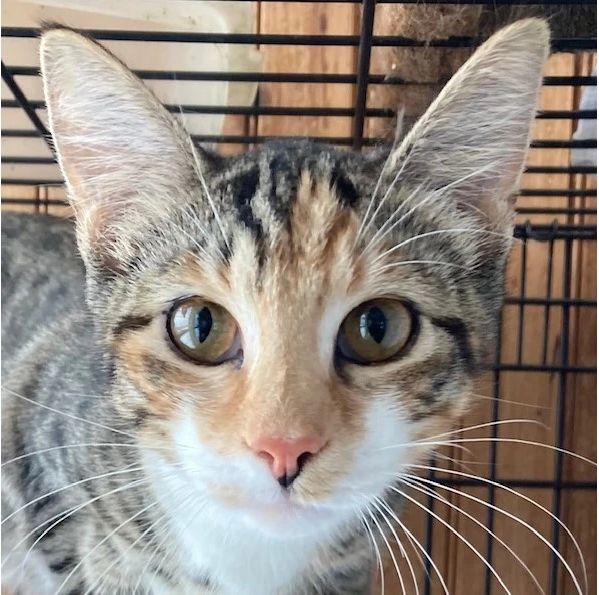 Tally, Adoptable, Adult Female Domestic Short Hair.