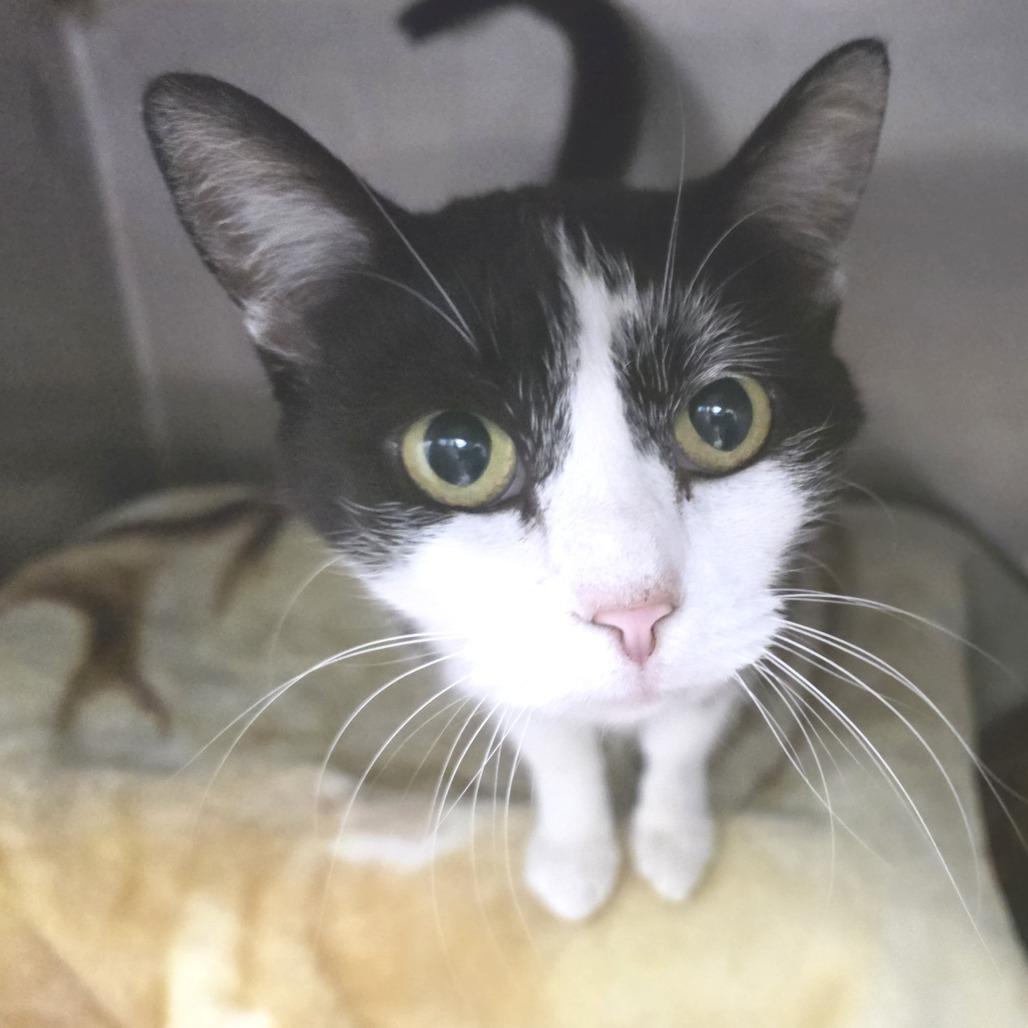 Peanut, Adoptable, Young Female Domestic Short Hair.