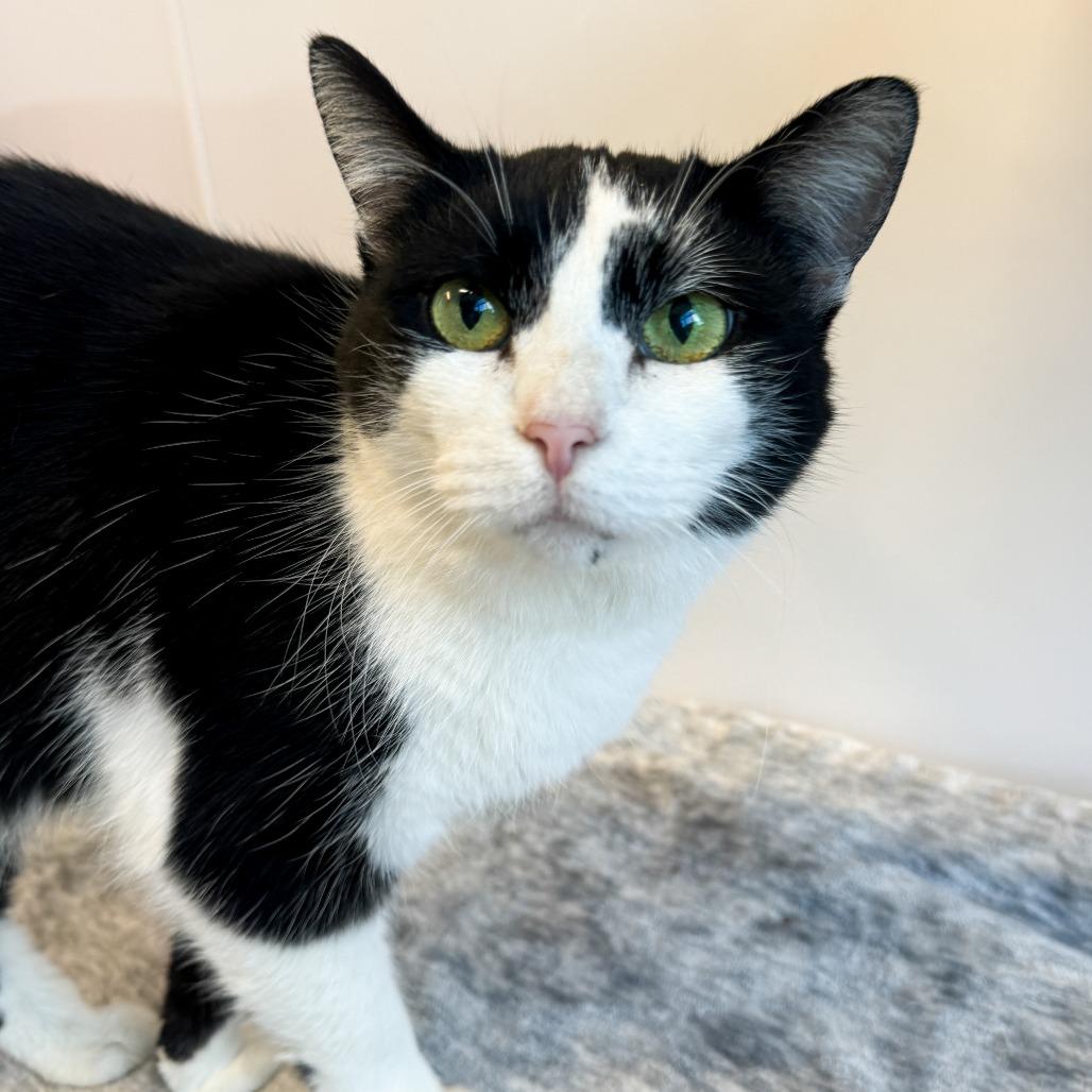 Enlarge Peanut, a Adoptable Domestic Short Hair in Fort Wayne, IN image 2/4