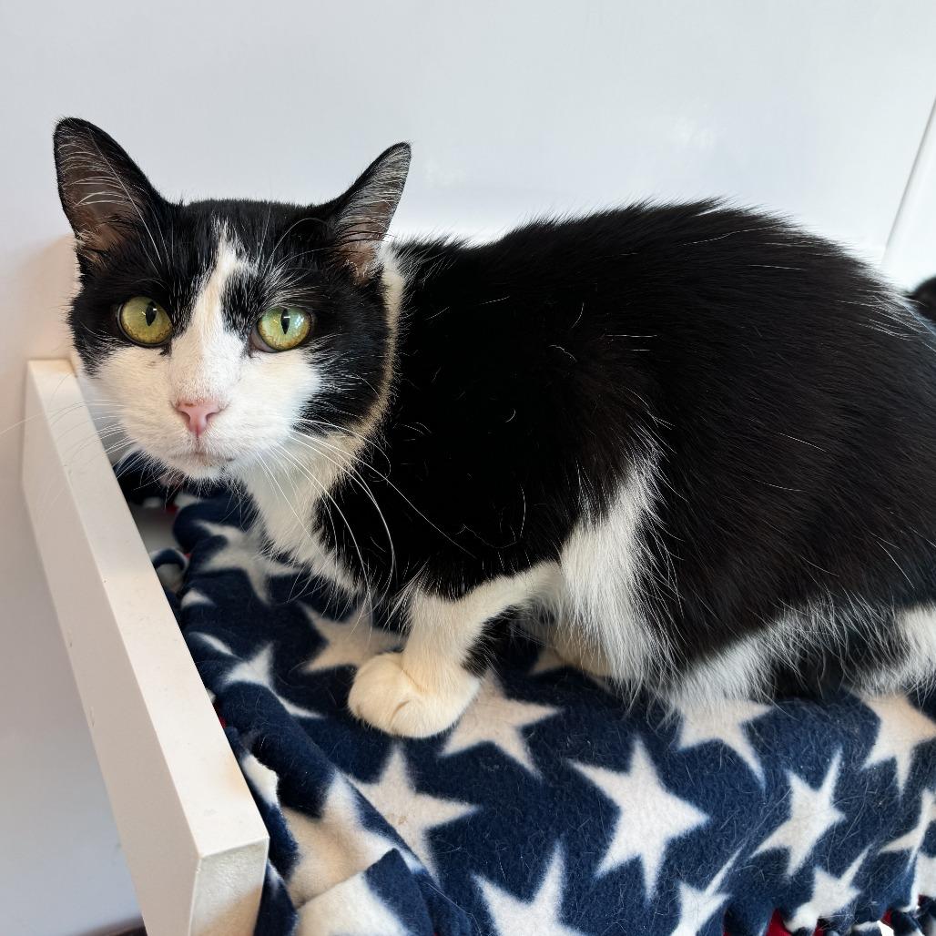 Peanut, a Adoptable Domestic Short Hair in Fort Wayne, IN image 2/3