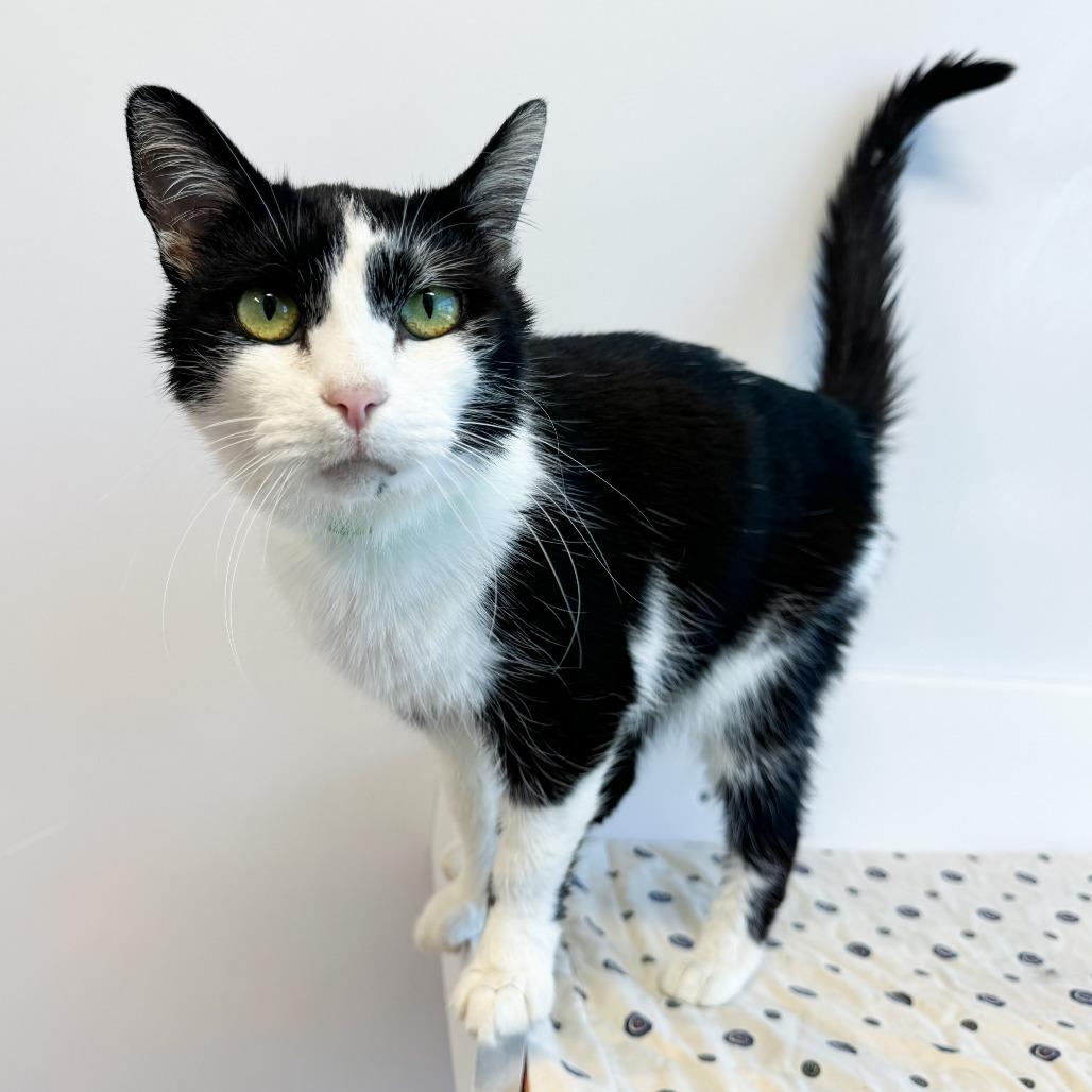 Peanut, a Adoptable Domestic Short Hair in Fort Wayne, IN image 3/3