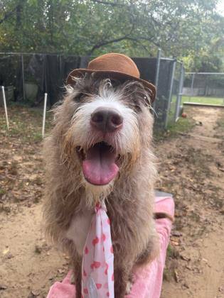 Kylo Jace, a Adoptable mixed breed in Annapolis, MD image 4/12