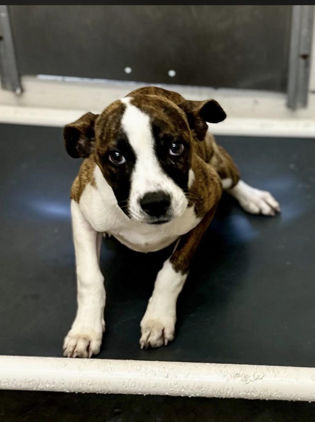 Saddie ( ID#A2026230) , ADOPTABLE, Young Female Boxer.
