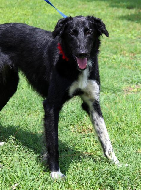 Enlarge Aziza, a Adopted mixed breed in Arlington, TX image 1/6