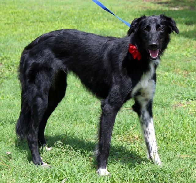 Enlarge Aziza, a Adopted mixed breed in Arlington, TX image 2/6