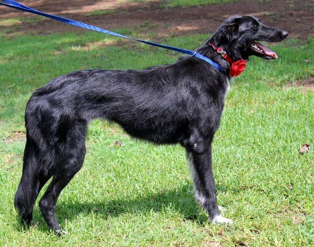 Enlarge Aziza, a Adopted mixed breed in Arlington, TX image 4/6