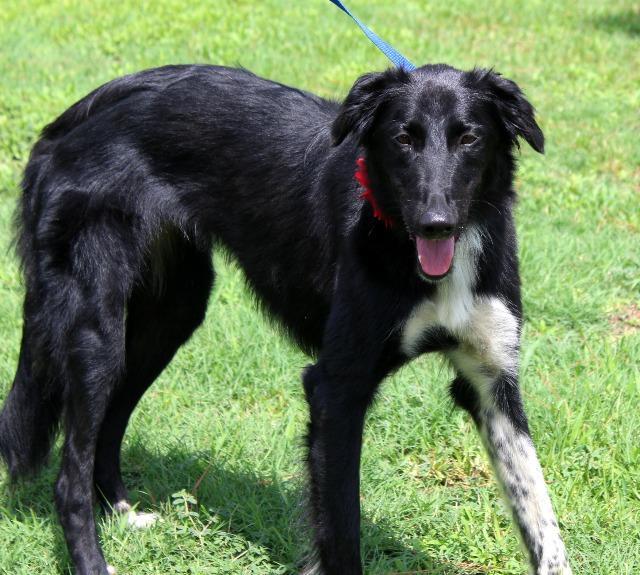 Enlarge Aziza, a Adopted mixed breed in Arlington, TX image 5/6