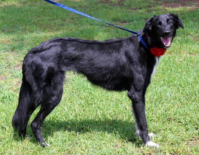 Enlarge Aziza, a Adopted mixed breed in Arlington, TX image 6/6