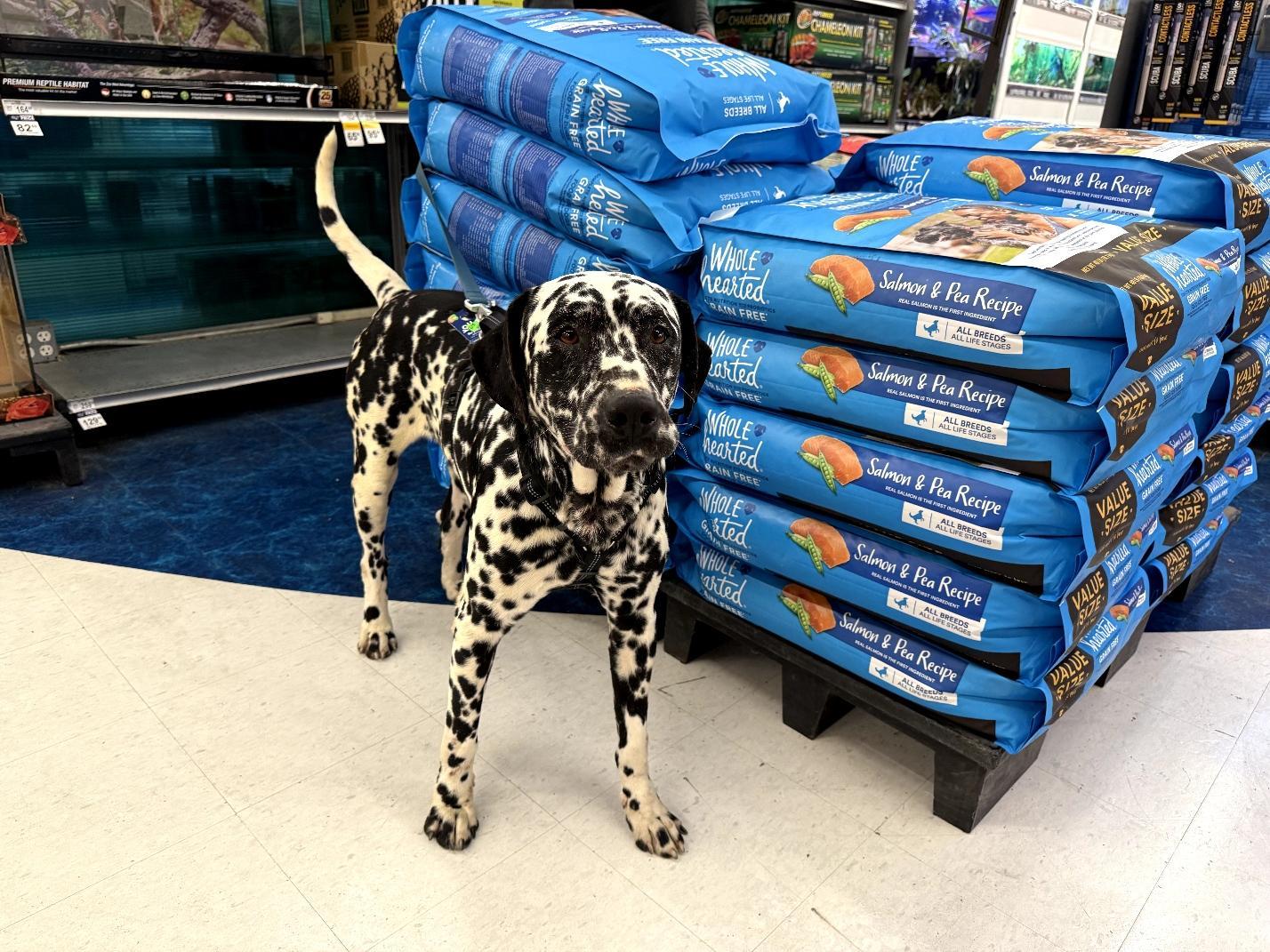 Enlarge Hagrid-Bakersfield, CA, an adoptable Dalmatian in San Diego, CA image 3/5