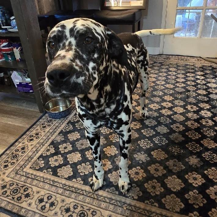 Hagrid-Bakersfield, CA**MEDICAL HOLD**, Adoptable, Young Male Dalmatian.