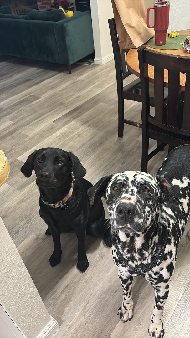 Enlarge Hagrid-Bakersfield, CA, an adoptable Dalmatian in San Diego, CA image 5/5