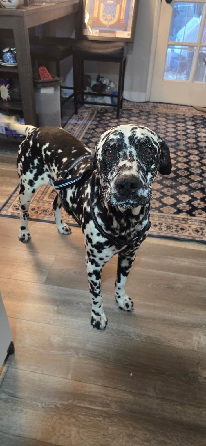 Enlarge Hagrid-Bakersfield, CA, an adoptable Dalmatian in San Diego, CA image 4/5