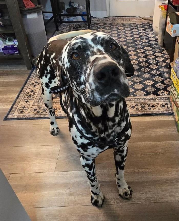 Enlarge Hagrid-Bakersfield, CA, an adoptable Dalmatian in San Diego, CA image 2/5