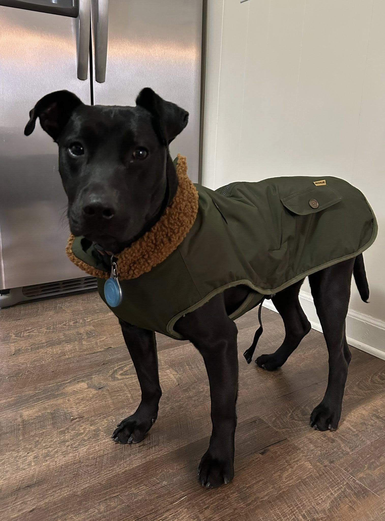 Isaiah, Adoptable, Young Male Black Labrador Retriever.