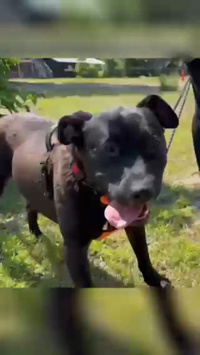Enlarge Isaiah, a Adoptable mixed breed in Aiken, SC video 2/3
