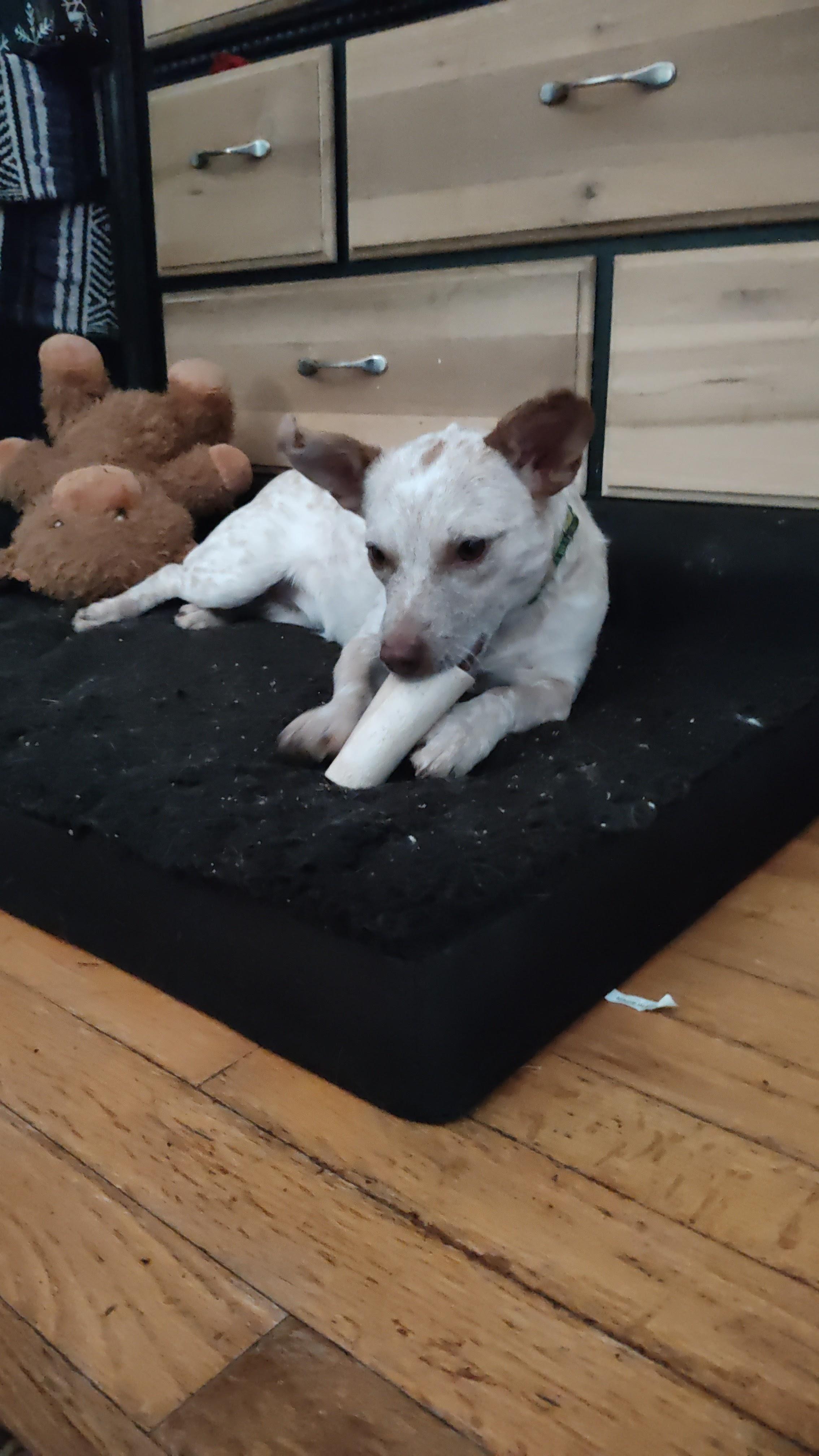 Enlarge Cricket, an adoptable Parson Russell Terrier in Shelbyville, TN image 1/4