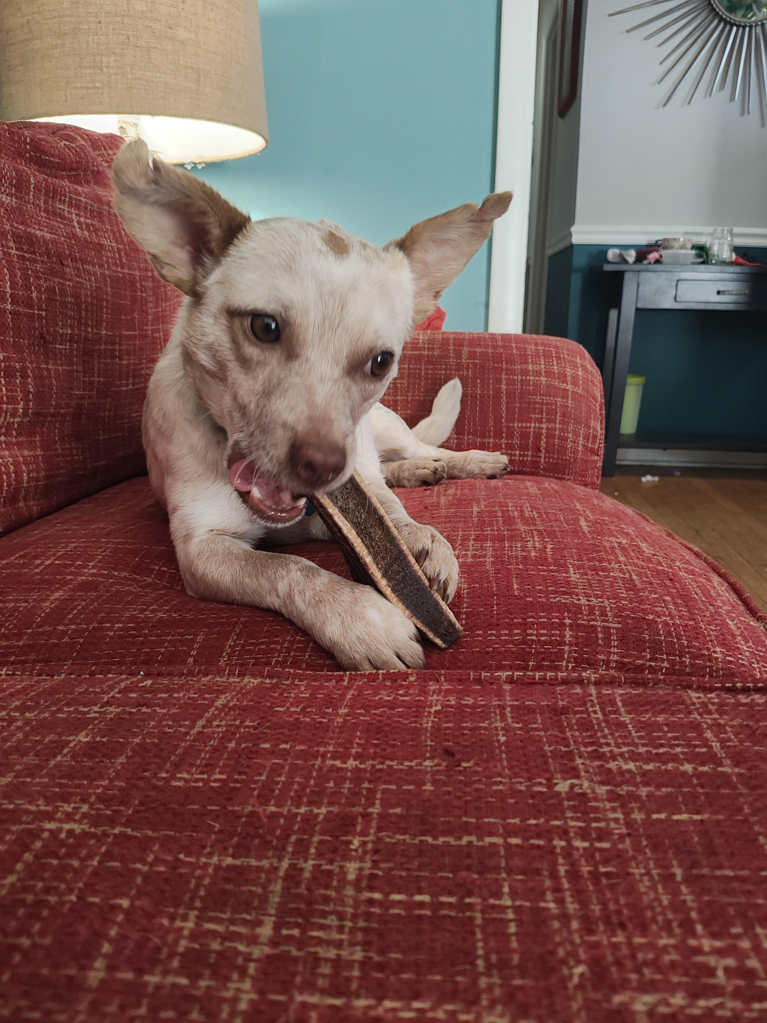 Enlarge Cricket, an adoptable Parson Russell Terrier in Shelbyville, TN image 4/4