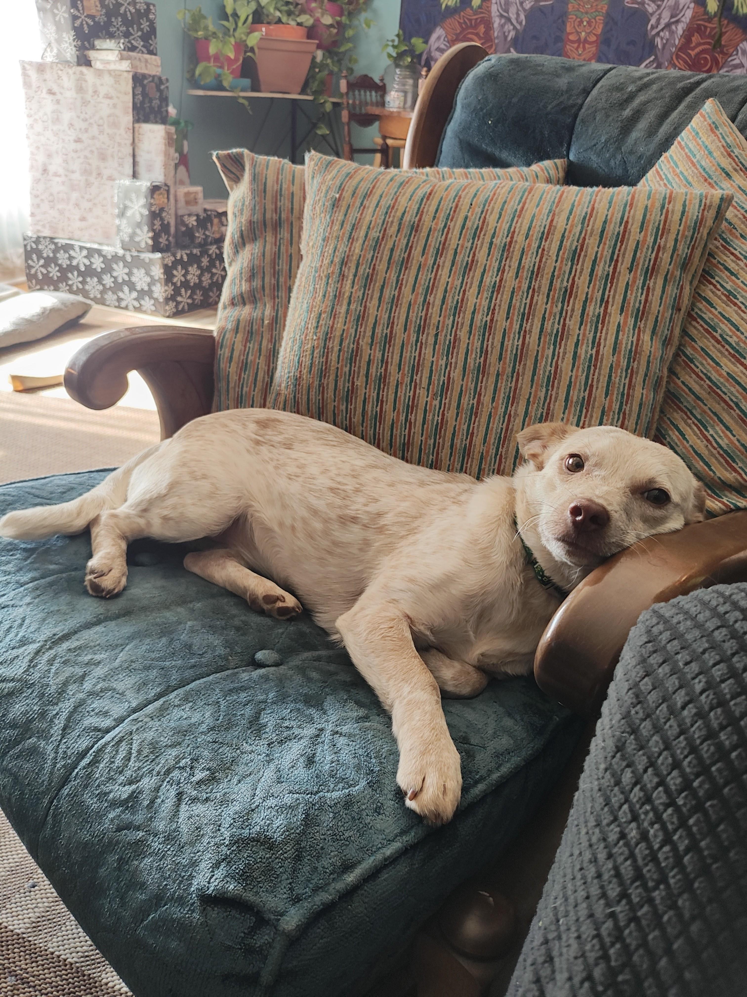 Enlarge Cricket, an adoptable Parson Russell Terrier in Shelbyville, TN image 2/4