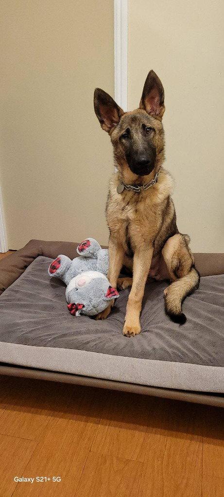 Cheeto, Adoptable, Young Male German Shepherd Dog.