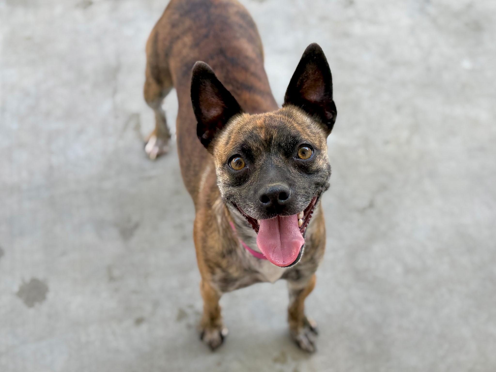 Marigold, Adoptable, Young Female Pug & American Staffordshire Terrier.