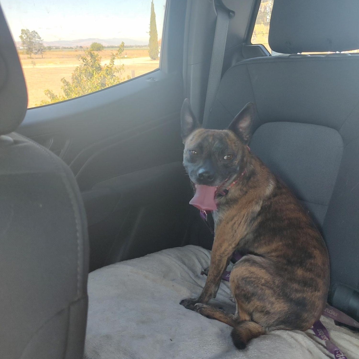 Enlarge Marigold, a Adoptable mixed breed in Hollister, CA image 2/4