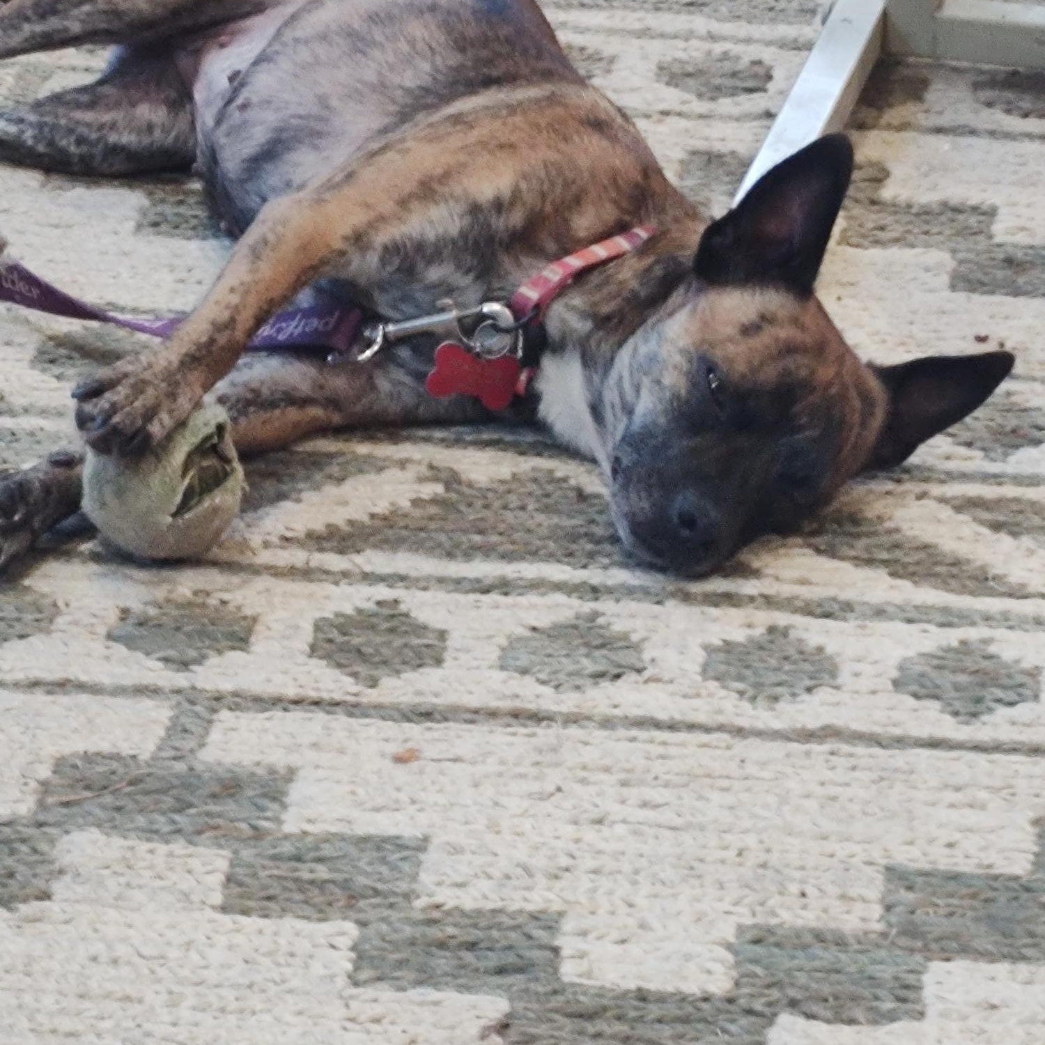 Enlarge Marigold, a Adoptable mixed breed in Hollister, CA image 3/4