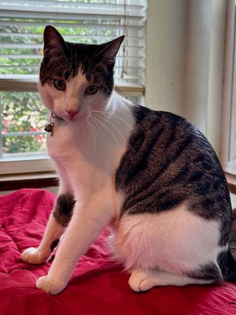 Kelly Cat, Adoptable, Young Male Domestic Short Hair.