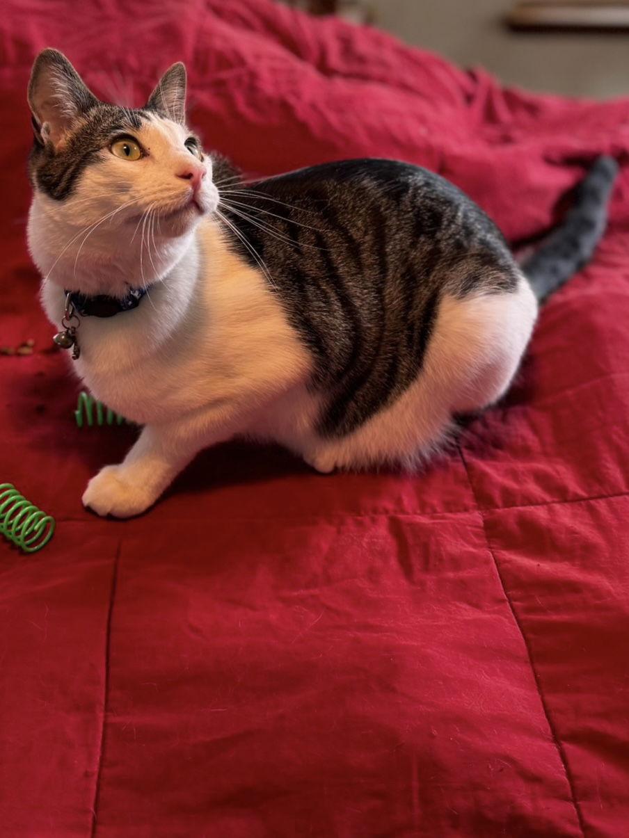 Enlarge Kelly Cat, a Adoptable Domestic Short Hair in Visalia, CA image 2/3