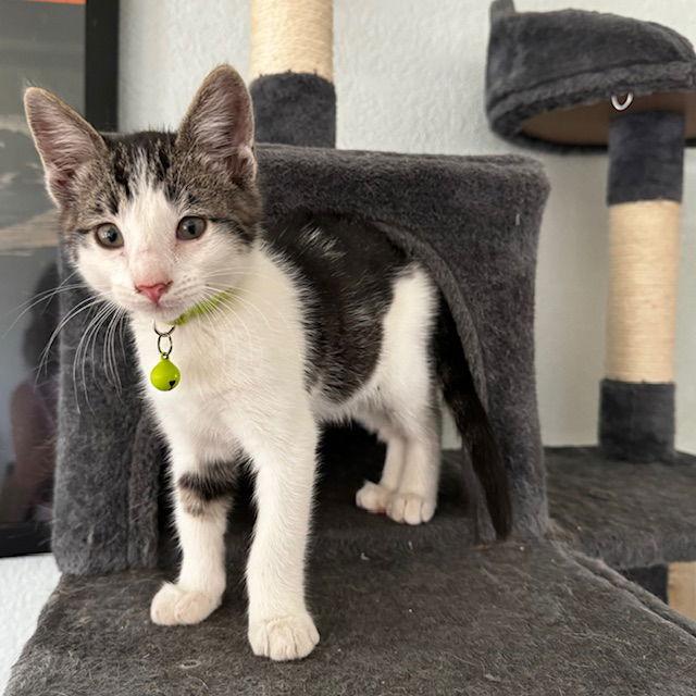 Enlarge Kelly Cat, a Adoptable Domestic Short Hair in Visalia, CA image 3/3